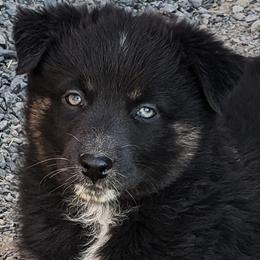 Girl 4 - Black tri-color Australian Shepherd puppy in Touchet, Washington from Frog Hollow Aussies