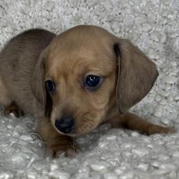 Chanel - Dapple female Dachshund puppy in Tulare, California from Dreamy Creamies