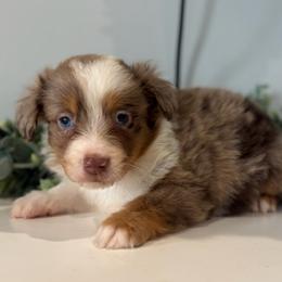 Oliver - Red merle male Toy Australian Shepherd puppy in Ambrose, Georgia from Brandilyn's Aussies