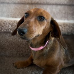 Clove - Dachshund