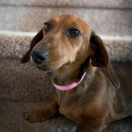 Clove - Dachshund
