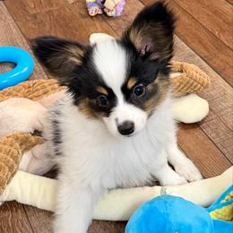 Bear - White black and tan male Papillon puppy in Woods Cross, Utah from Cloud Papillon