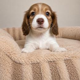 Haley - Piebald female Dachshund puppy in Gold Canyon, Arizona from Silverking Kennels