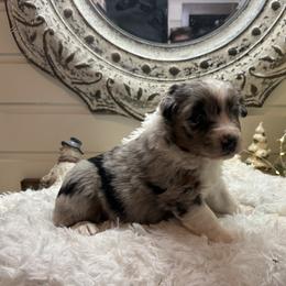 Reggie - Blue merle male Australian Shepherd puppy in Smicksburg, Pennsylvania from Zaneca Aussies