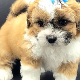 Shihpoos and Shih Tzus from Chancey's Puppy Oasis