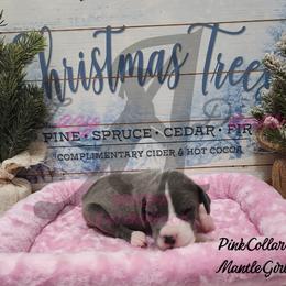 Pink Collar Girl - Blue and white female Great Dane puppy in Longview, Texas from Lazy A Danes