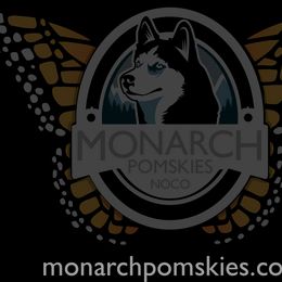 Blaze - Black and white female Pomsky puppy in Greeley, Colorado from Monarch Pomskies | Northern Colorado