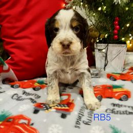 RB5 - Tri-Roan male English Springer Spaniel puppy in Britton, South Dakota from K&S Canines