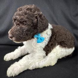 Pecan - Parti male Labradoodle puppy in Candler, North Carolina from Maple Bakin’ Doodles