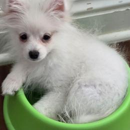 Puff Bunny 760 960-2619 - Cream male Pomeranian puppy in El Centro, California from BabyBooPoms