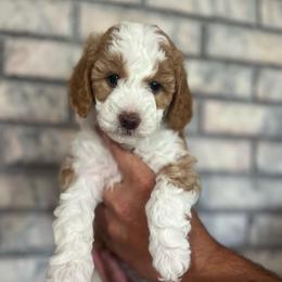 Posie - Red phantom female Aussiedoodle puppy in Nephi, Utah from Peachydoodlepups