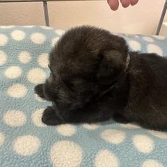Girl - Pepper and salt female Standard Schnauzer puppy in Italy, Texas from Erregen kennels