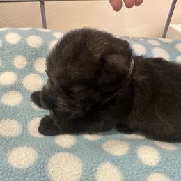 Girl - Pepper and salt female Standard Schnauzer puppy in Italy, Texas from Erregen kennels