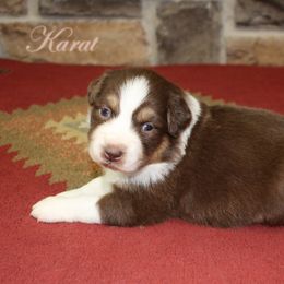 Karat - Red tri-color female Australian Shepherd puppy in Camp Springs, Kentucky from Diamond Paws Australian Shepherds
