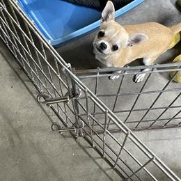 Peanut - Fawn male Chihuahua puppy in Dowagiac, Michigan from Rafina Chihuahuas