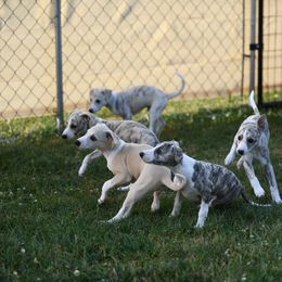Whippet Puppies from Winstar Whippets