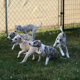 Whippet Puppies from Winstar Whippets