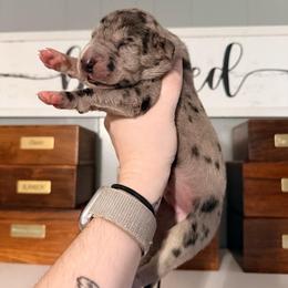 Dazed - Merle male Great Dane puppy in Jerusalem, Arkansas from Mara Danes