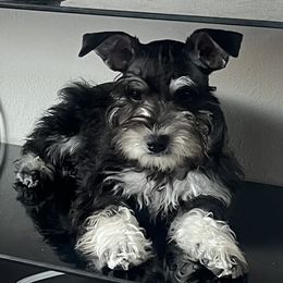 Miniature Schnauzer Puppies from Sugarbaby Kennel