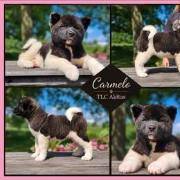 Carmelo - Black brindle female Akita puppy in Chillicothe, Missouri from TLC Akitas
