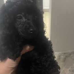 Chihuahuas and Poodles from Divine K9s LLC