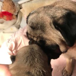 Pug Puppies from Pickwick Pugs