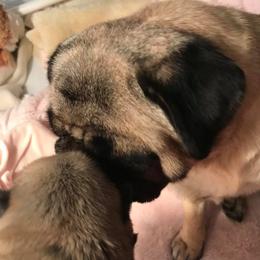Pug Puppies from Pickwick Pugs