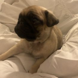 Pug Puppies from West Georgia Pugs
