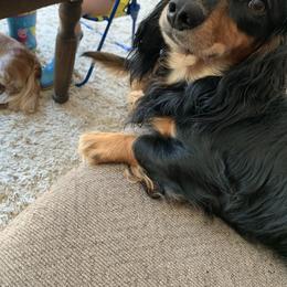 Lincoln - Dachshund