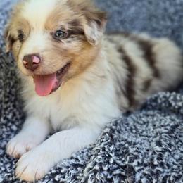 Boy 3 - Red merle male Australian Shepherd puppy in New Tazewell, Tennessee from D&D Australian Shepherds