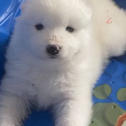 Samoyed and Shiba Inu Puppies from Wintermist Samoyeds