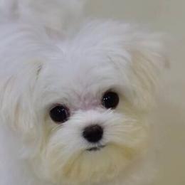 Lin - Maltese