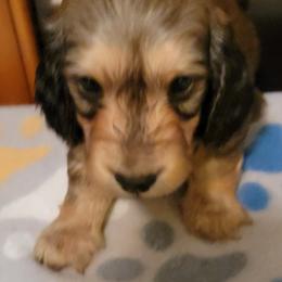 Dachshund Puppies from CLARK'S BREEDING PROGRAM