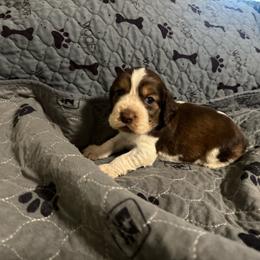 Duffy - Liver white and tan male English Springer Spaniel puppy in Coeur D'alene, Idaho from Springer Hollow