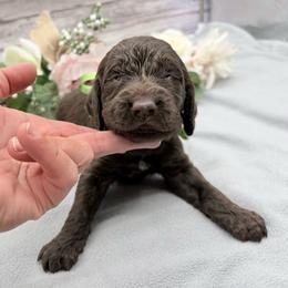 Earl Grey - Liver and white male Springerdoodle puppy in Lisbon, Ohio from Willow Lane Doodles
