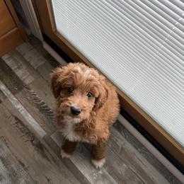 Flint - Red  male Goldendoodle puppy in Wayland, New York from Loris Pampered Pooches💕