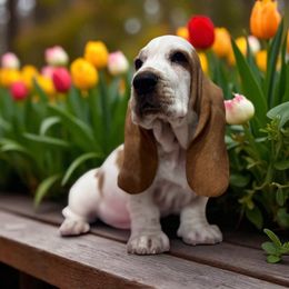 Frank - Red and white male Basset Hound puppy in Pilot Mtn, North Carolina from Lowdown Love Basset Hounds