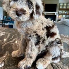 Newfypoo Puppies from Two Sisters Ranch, LLC
