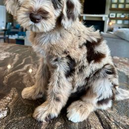 Newfypoo Puppies from Two Sisters Ranch, LLC
