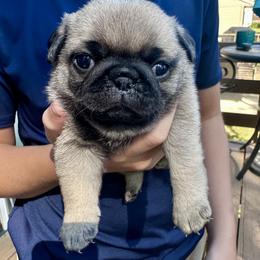 Pug Puppies from Greener Hills Pugs