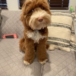 Australian Labradoodle and Labradoodle Puppies from Doodles_Ko