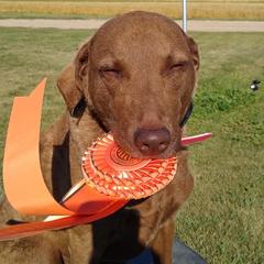 Chesapeake Bay Retrievers and German Shorthaired Pointers from GSP Outdoors