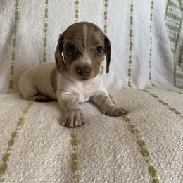 Dachshund Puppies from Destiny's Dachshunds