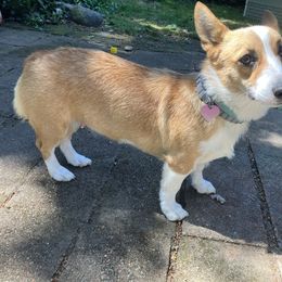 Molly - Pembroke Welsh Corgi