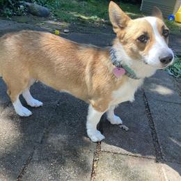 Molly - Pembroke Welsh Corgi