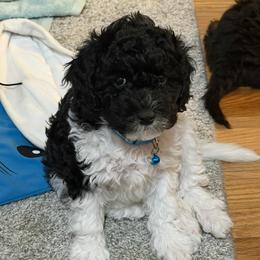 Dutton - Black and white male Cavapoo puppy in West Olive, Michigan from House of Cavapoos