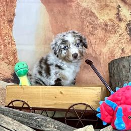 River - Red merle male Australian Shepherd puppy in West Union, Iowa from Boundless Hearts Australian Shepherds LLC