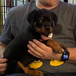 Jack - Black and mahogany male Rottweiler puppy in Partlow, Virginia from Kayara Haus Rottweilers