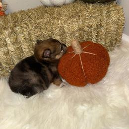 Tigger - Brindle male Pomeranian puppy in Tucson, Arizona from Pomutopia