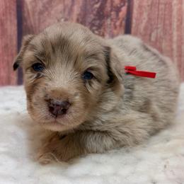 Paddington - Red Collar - Red merle male Australian Shepherd puppy in San Marcos, California from Faith Family Freedom Farm